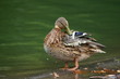 ente2
