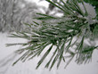 rime in winter forest