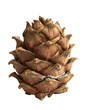 siberian pine cone isolated on white