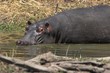 hippo