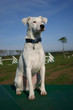 terrier attentif