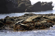 seals in big sur