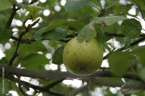 Photo: apples on tree apples on tree