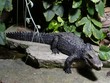 alligator