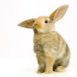 lapin sur fond blanc