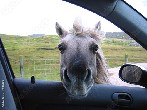 mister ed
