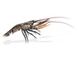 homard lobster