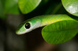 green bush snake green bush snake