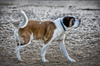st bernard dog