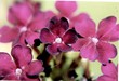verbena