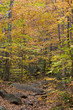 hiking through fall leaves