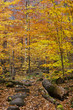 fall leaves