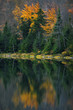 fall birch leaves reflect