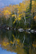 birch leaves reflect