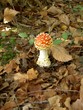 amanite tue-mouche
