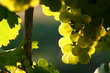 Photo: riesling riesling