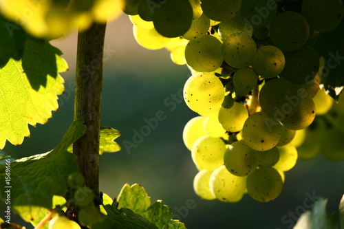 Photo: riesling riesling