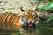 tiger tiger
