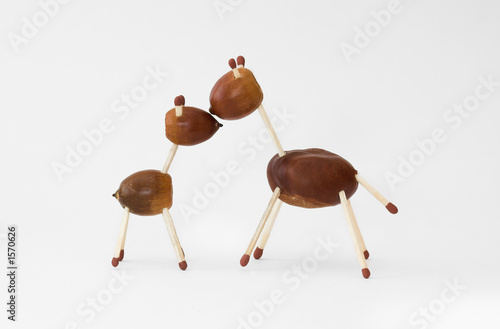 Photo: chestnut familly 2 chestnut familly 2
