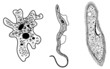 microbes microbes