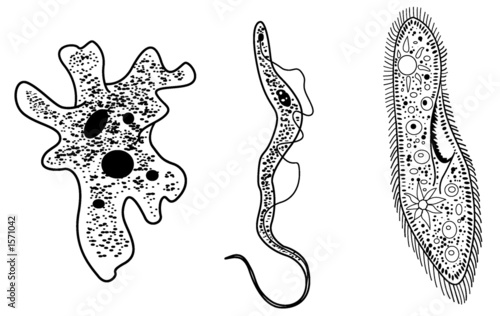 Illustration: microbes microbes