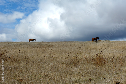 portugal, alentejo: landscape with horses near viana de alentejo