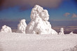 wintertannen auf dem brocken wintertannen auf dem brocken