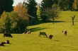 landwirtschaftliche idylle