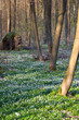 early spring in the forest