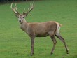 hirsch hirsch