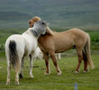 icelandic horses nestling to each other