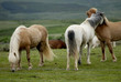 icelandic horses nestling to each other