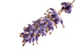 herbs. lavender