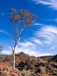 coolibah and red rocks