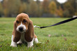Foto: unhappy basset hound sitting in the grass unhappy basset hound sitting in the grass