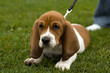Foto: basset hound laying in the grass basset hound laying in the grass