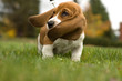 Foto: basset hound ear's blowing in the wind basset hound ear's blowing in the wind