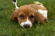 basset hound laying in the grass