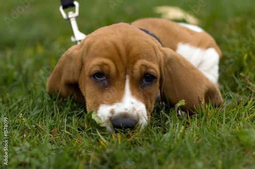 Foto: basset hound laying in the grass basset hound laying in the grass