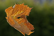 herbstblatt herbstblatt