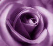 purple rose