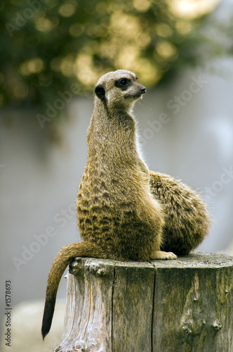 Foto: suricate portrait suricate portrait