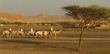 camel caravan in the evening