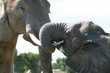 elephant embracing