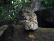 snow leopard