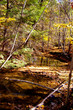 autumn stream