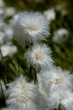 linaigrette