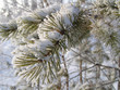 branch under snow
