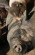 schweinerei
