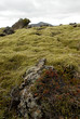 moss on lava field